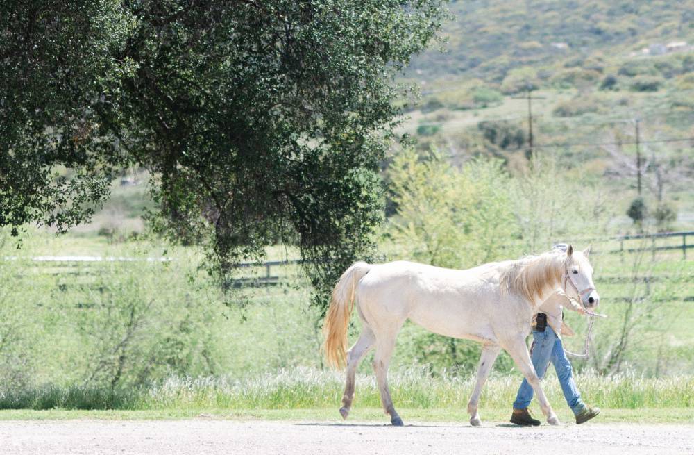 Guest Walking a Horse Going for a Ride